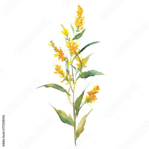 A watercolor clipart of a sunlit goldenrod a single stalk symbolizing warmth