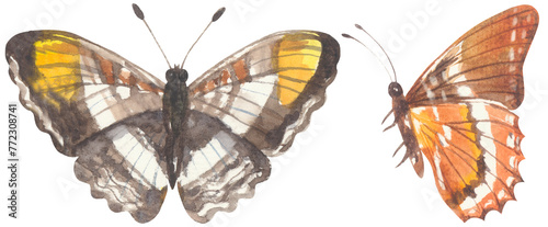 Smooth-banded Sister Butterfly. Watercolor hand drawing painted illustration. © Poltavska