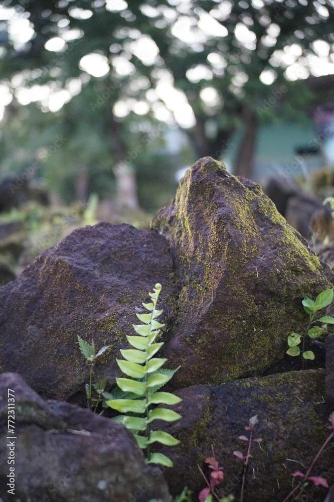 Vibrant green leaf growing in between two grey rocks in a serene forest setting Vibrant green leaf growing in between two grey rocks in a serene forest setting