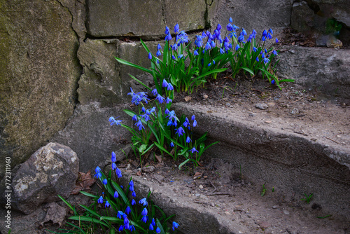 Scilla siberica blooming on the steps of a ruined monastery