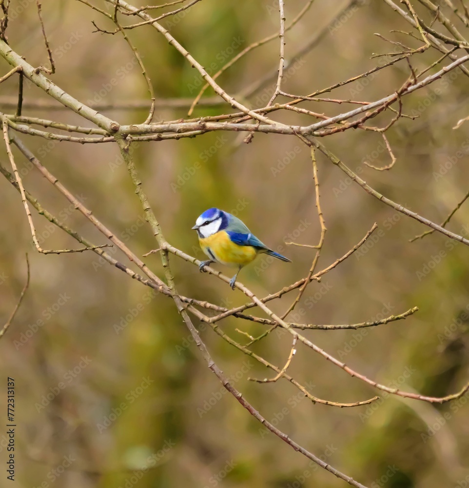 Naklejka premium Vibrant blue and yellow bird perched atop a branch of a tree in a tranquil forest setting