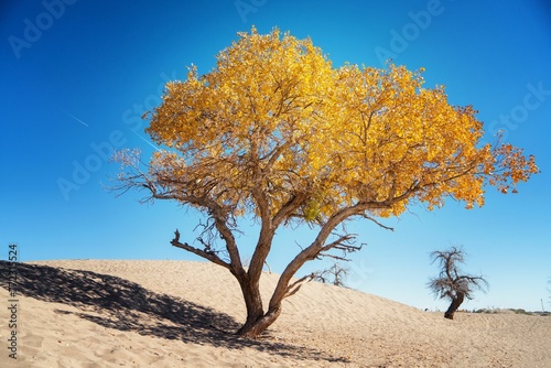 Single yellow tree stands in a vast desert landscape, with the sun setting in the background