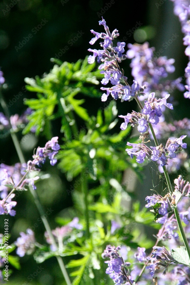 Closeup of beautiful catnip flowers on blurred background Closeup of beautiful catnip flowers on blurred background