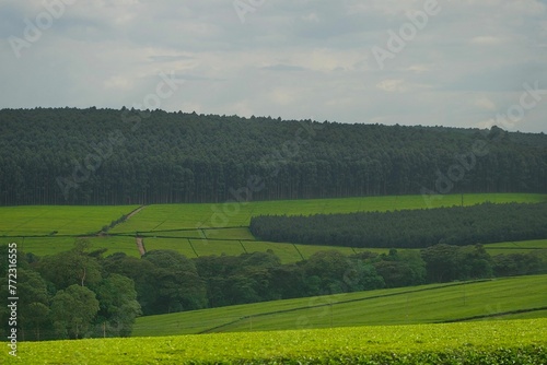 Scenic view of Kericho tea felids, Kenya. photo