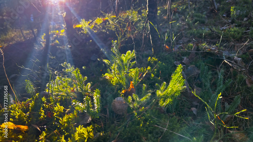 Summer forest. Bright green grass growing in woods. Magic woodland at sunset. Close-up vegetation in country side. Rural landscape. Film grain texture. Soft focus. Blur