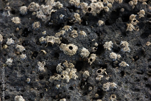 Closeup of limpets at the beach of the Fuerteventura island, Spain photo