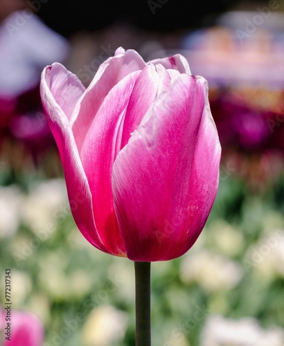 Closeup of  colorful tulips in a lush green with a blurry background