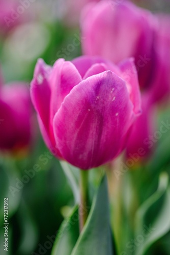 Vertical selective focus shot of a bright purple blooming tulip in a garden