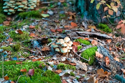 Mushrooms on the ground surrounded by moss in a lush green forest.