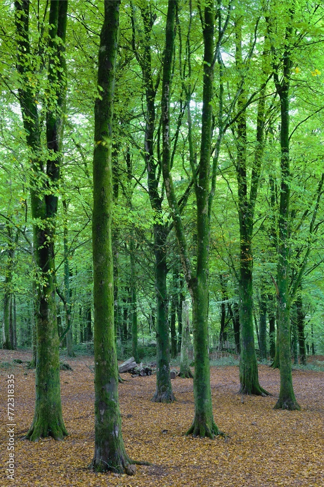 Green trees with mossy trunks in a beautiful forest. Green trees with mossy trunks in a beautiful forest.