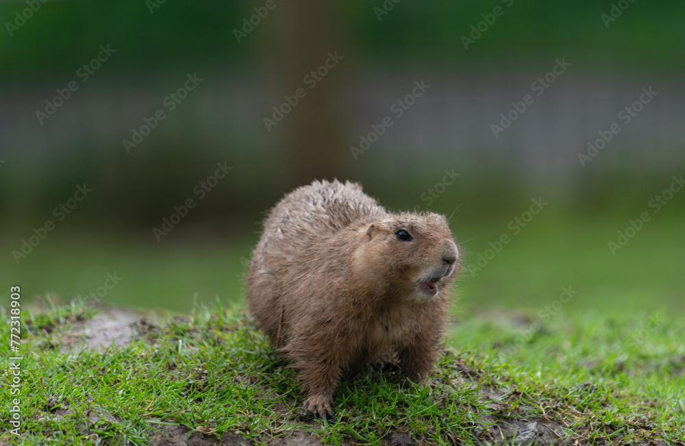 Naklejka premium Chubby groundhog standing on green grass