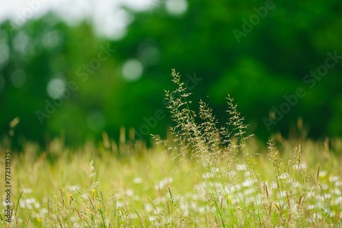Εκτύπωση καμβά A lush meadow of vibrant wildflowers, framed by tall grass and a backdrop of tal
