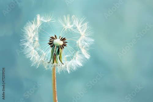 Dandelion Seed Head Against Serene Blue Background