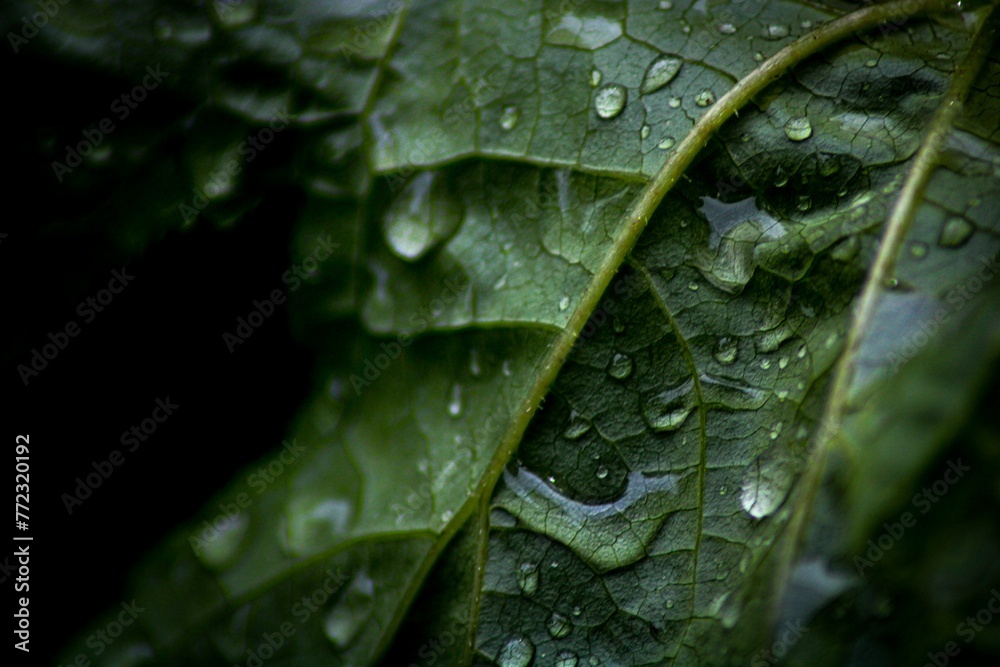 Closeup shot of a green leaf with water droplets on its surface. Closeup shot of a green leaf with water droplets on its surface.