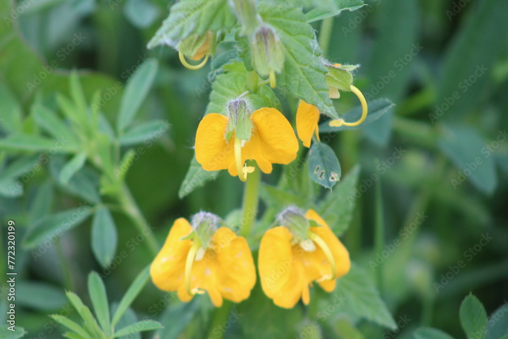 Fototapeta premium Closeup of blooming yellow flower