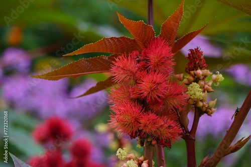 Vibrant castor oil red plant with Zononi flowers in a garden of blooming flowers