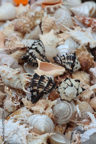 Assortment of seashells of various sizes