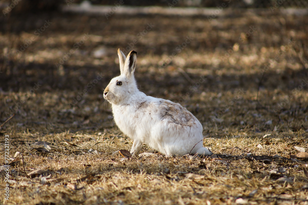 Fototapeta premium White fluffy rabbit in the park in spring.