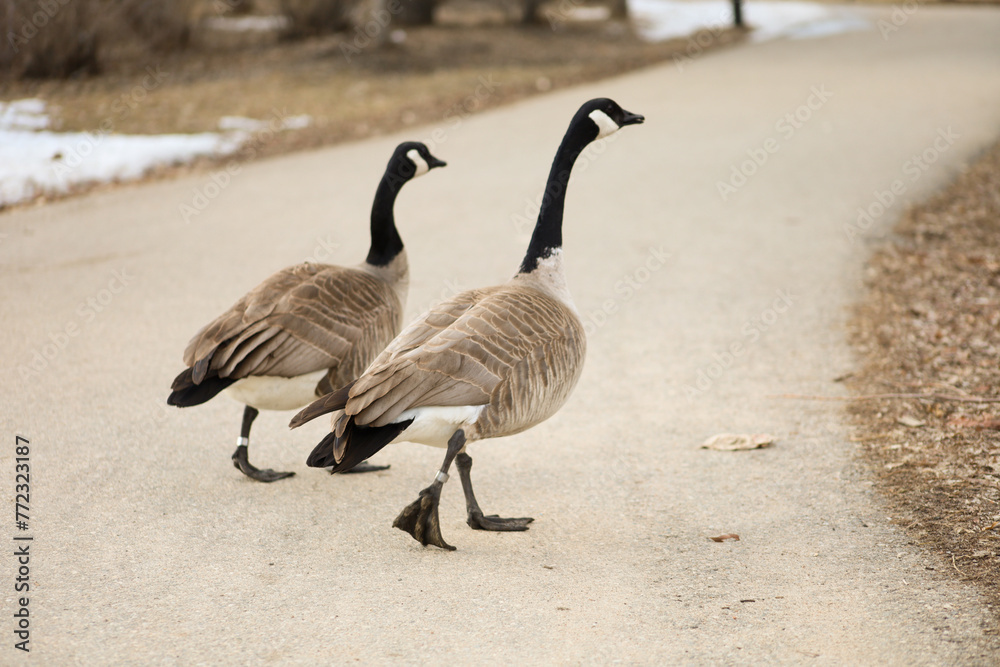 Two Canadian geese are walking along the asphalt road in the park. Spring walk in the park Two Canadian geese are walking along the asphalt road in the park. Spring walk in the park