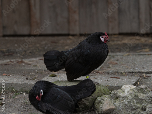  Black Dwarf Chicken Rhinelander photo
