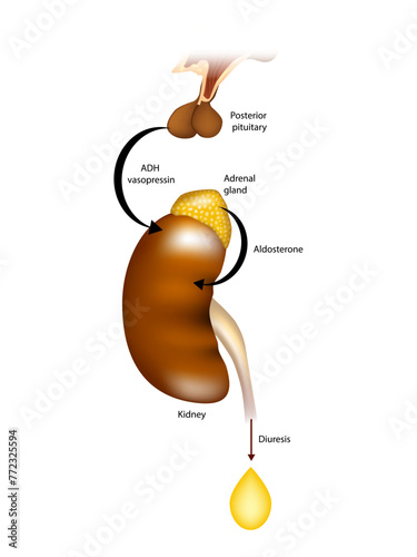 Diuresis. Polyuria. Regulation of urine production by ADH and aldosterone photo