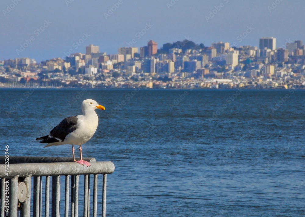 Obraz premium A seagull perched on a metal rail above San Francisco Bay, with a panorama vista of San Francisco's cityscape in the background. The gull is in focus, while the background is blurred. Copy space.