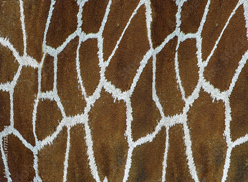 Close-up of Giraffe fur, filling the frame with a reticulated pattern of interlaced lines forming an abstract net or web.