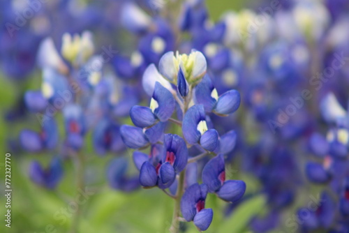 Texas Blue Bonnets, the official state flower, bloomed early this  year. 