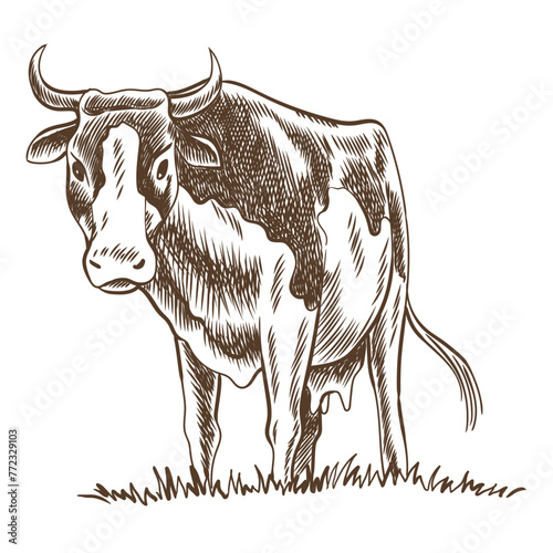 Cows chewing grass farm on grazing on meadow. Rural landscape, village vintage sketch. Hand drawn farm land vector illustration