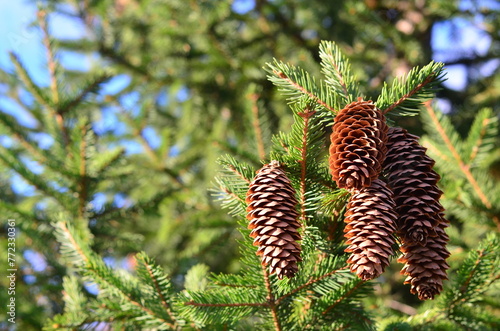 Pine cones on the branches of a fir tree in the forest