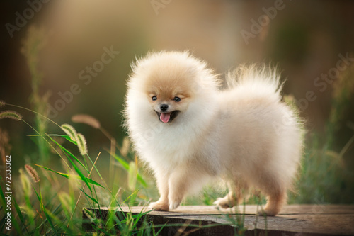 very cute Pomeranian puppy sunny cute photo of puppy on the first walk in the park © Kate