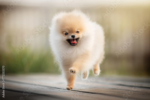 very cute Pomeranian puppy sunny cute photo of puppy on the first walk in the park