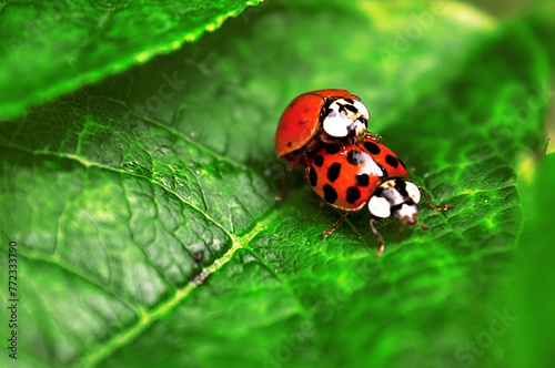 Two ladybugs are mating on green leaf