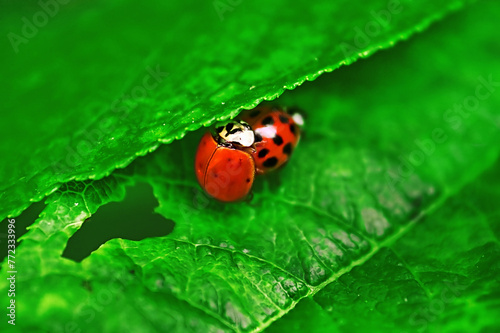 Two ladybugs are mating on green leaf