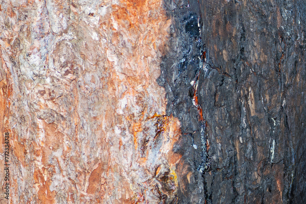 texture of half-burnt wood. burnt pine bark. background texture of half-burnt wood. burnt pine bark. background
