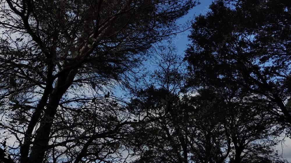 Pine forest where you can see the blue sky Pine forest where you can see the blue sky