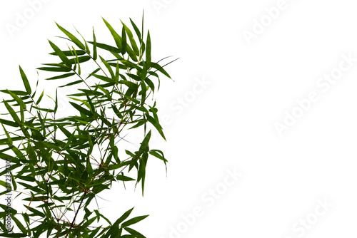 Green bamboo leaves on a white background