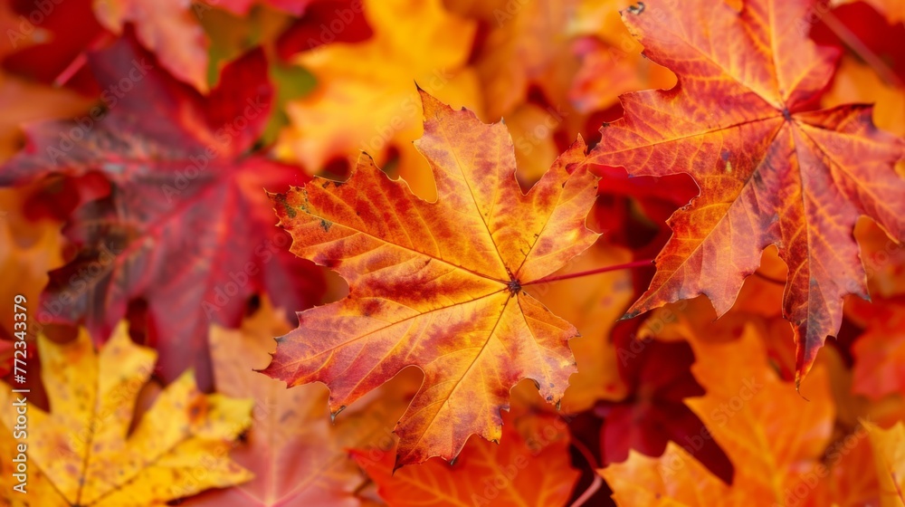 Vibrant Autumn Maple Leaves Close-Up
