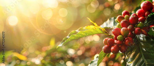 Caffeine serum reducing under-eye puffiness, with a coffee plantation morning scene blurred