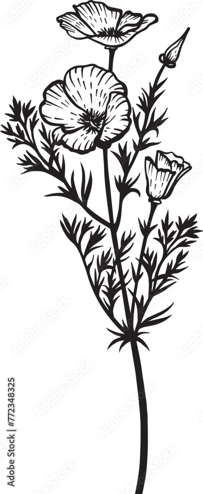 California Poppy. Hand drawn vector plant illustration