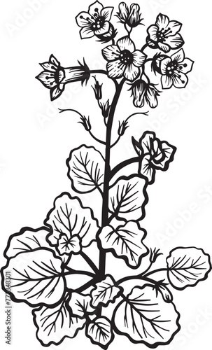 California Bluebell. Hand drawn vector plant illustration