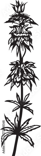 Lemon mint flower. Hand drawn vector plant illustration