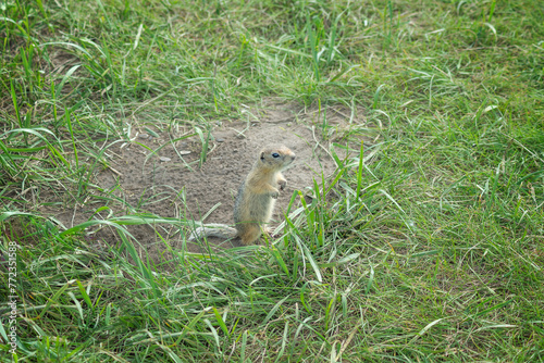 a small ground squirrel climbs out of a hole in a clearing among the grass, a selective focus