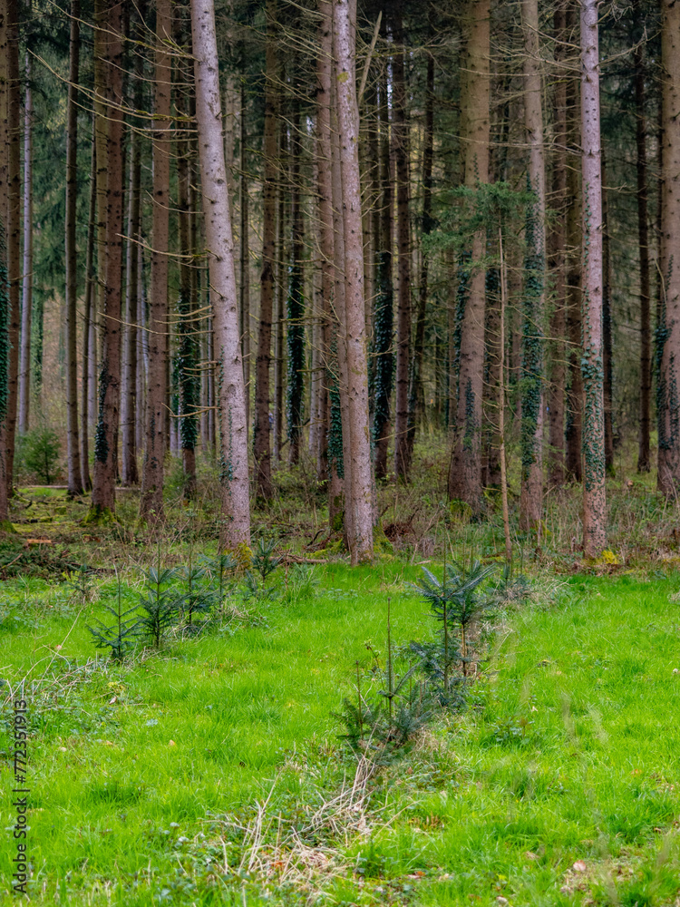 Fototapeta premium Wiederaufforstung durch Anpflanzen junger Bäume im Mischwald