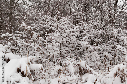 Foliage covered with snow, winter landscape