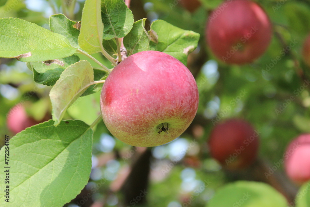 Apple Orchard