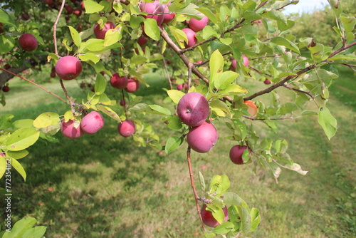 Apple Orchard