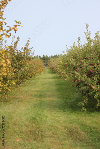 Apple Orchard