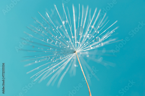 Drops on the dandelion flower seed in springtime  blue background. Dandelion seeds with water drops on blue background. Macro shot. Dandelion flower on a blue background with water drops close up.