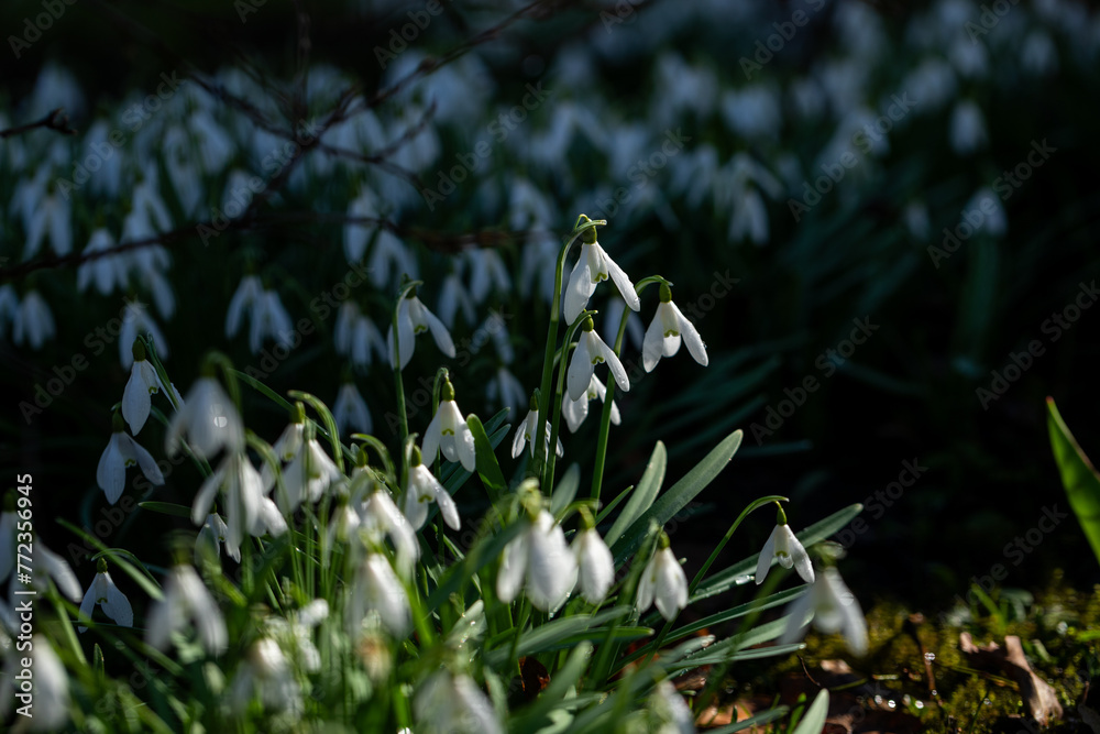 Obraz premium white spring snowdrops in the garden with green grass and tree brunches in dark shadow